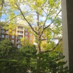 Tree on a sunny fall day